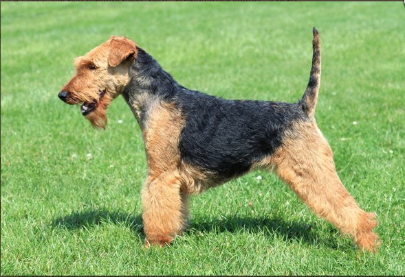 Quiris Ríjof | Welsh Terrier 