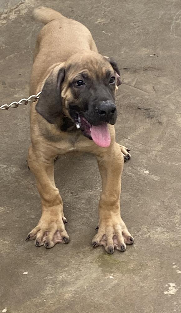 Barack of BestTs | African Boerboel 