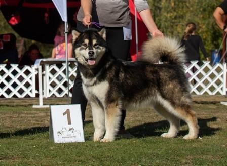 Million Dollar Baby Polární úsvit | Alaskan Malamute 