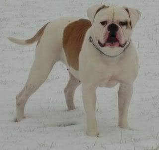 Bulls of Crown's Marilyn | American Bulldog 