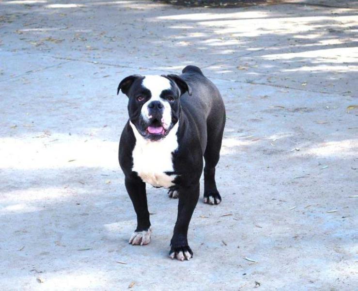 Heavy Hitter's Shadow | Olde English Bulldogge 