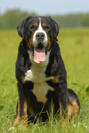 Voyage des Joyeuses Gambades | Greater Swiss Mountain Dog 