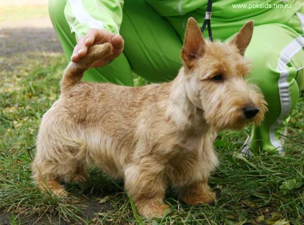 Jelsomina lady Braili | Scottish Terrier 