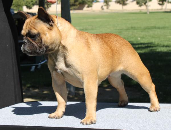 Cedarbar's Turtle Dove (Chavez) | French Bulldog 