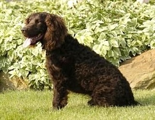 Little Brownies Ceske Pivo | American Water Spaniel 