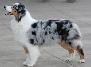 Goldcrests I Candy for Xanadu | Australian Shepherd 