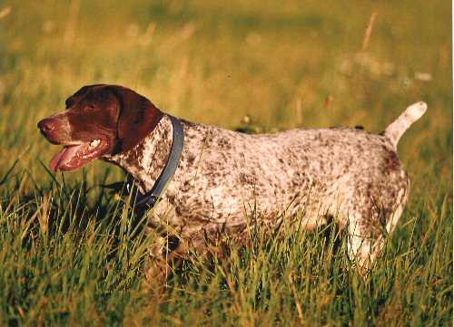 Leipchen Buddendorff | German Shorthaired Pointer 