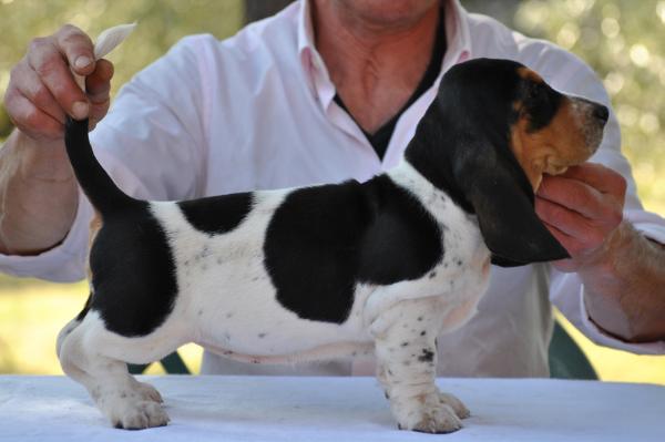 Amelia from Sunny Thursday | Basset Hound 