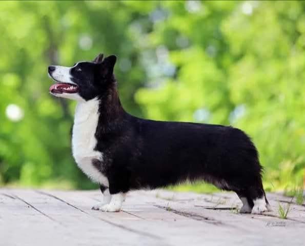 Vans Hors Bagira | Cardigan Welsh Corgi 