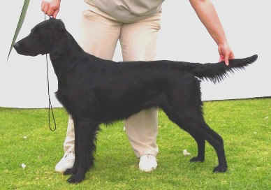 Bushman Skys The Limit | Flat-Coated Retriever 