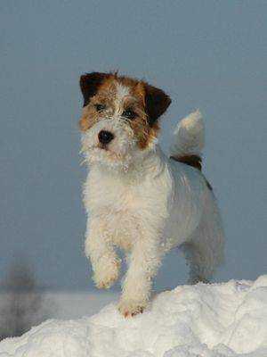 Gang Staff Jack Mini Ha Ha | Jack Russell Terrier 