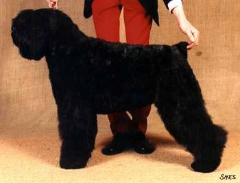 Waterbear Astrid | Bouvier des Flandres 