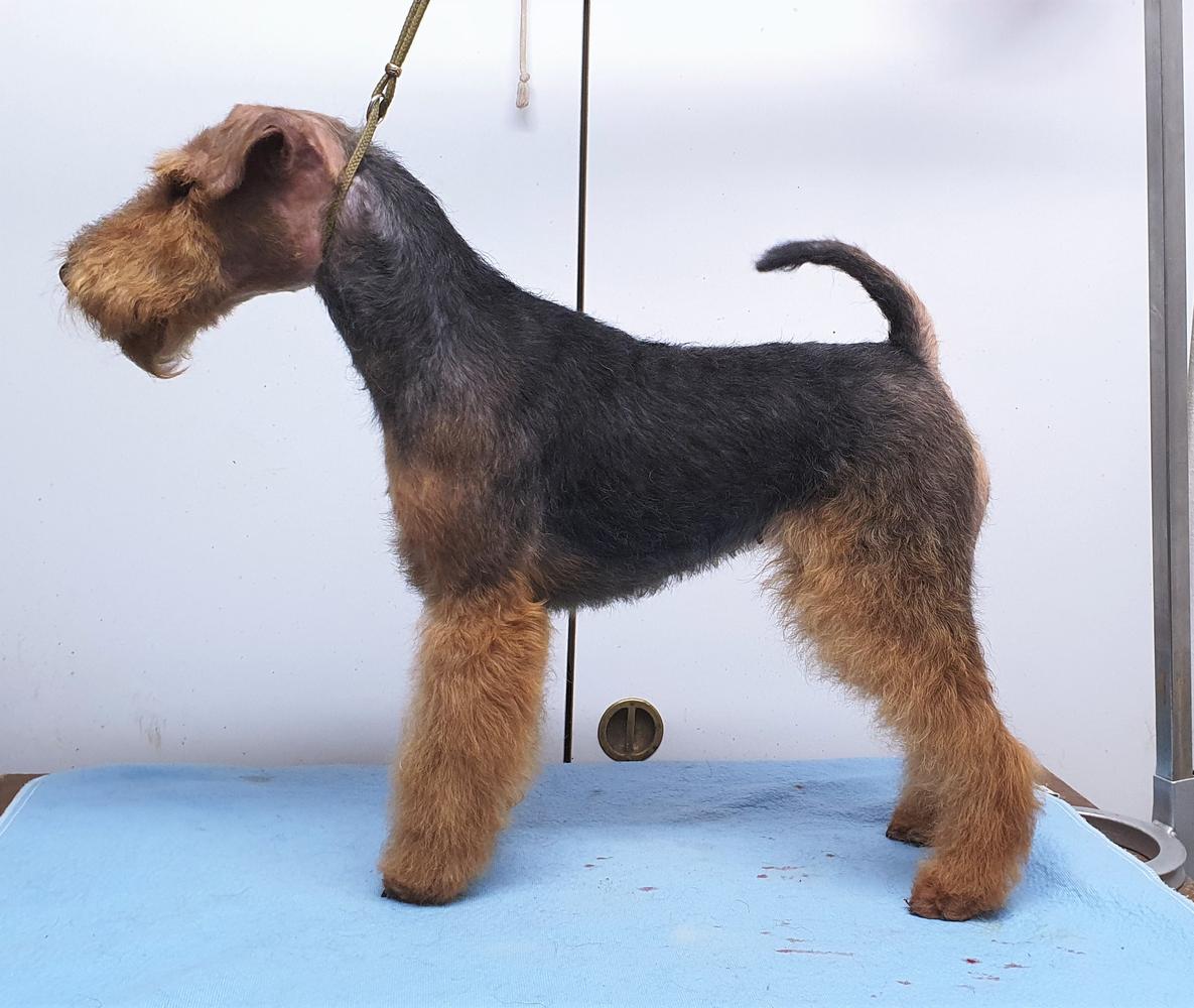 Black Rose West-Fox | Welsh Terrier 