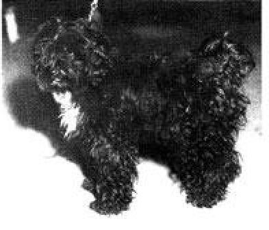 KALA KAH OF LAMLEH | Tibetan Terrier 