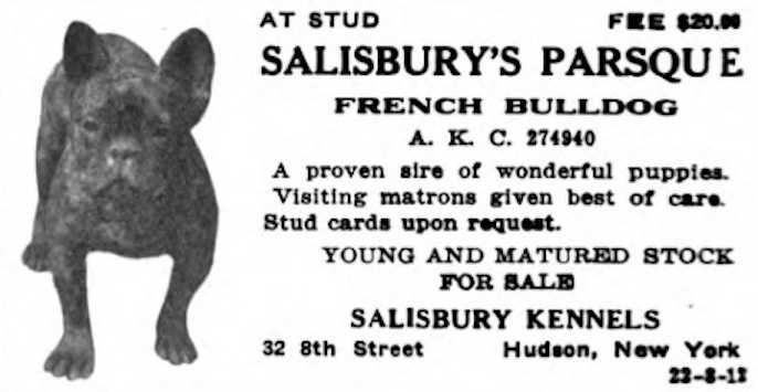 Salisbury's Parsque (274940) | French Bulldog 