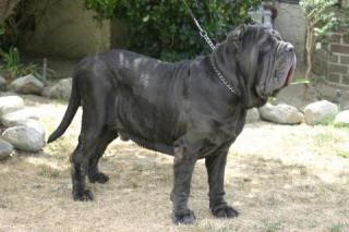 Traiano del feudo nisseno | Neapolitan Mastiff 