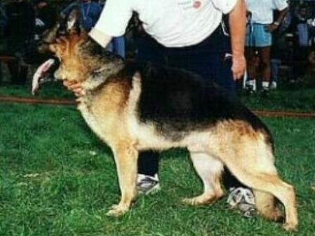 Pico Dollby Bohemia | German Shepherd Dog 