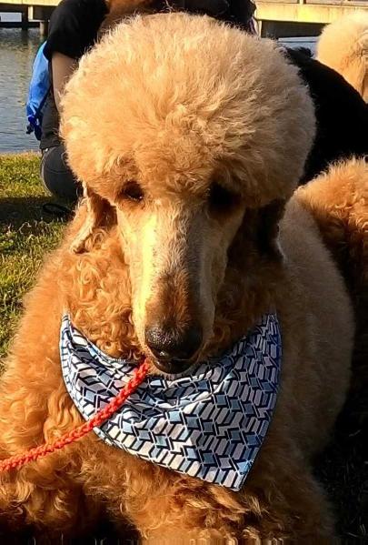 Tocha Quindim | Poodle 