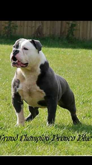 Bronco Blue | Olde English Bulldogge 