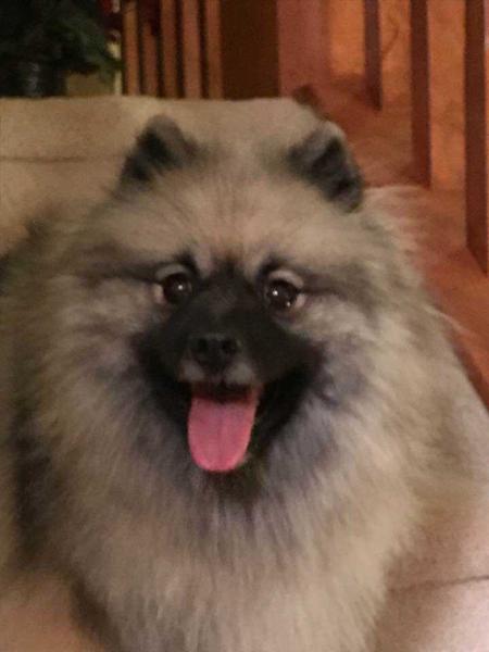 Designer Canada Post | Keeshond 