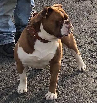 Pack's Mocha | Olde English Bulldogge 