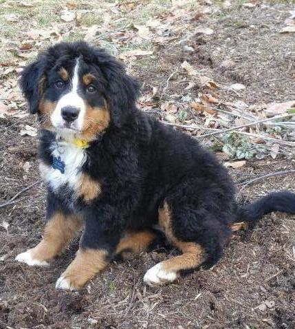 Lil Lady Ann of Middleburg | Bernese Mountain Dog 