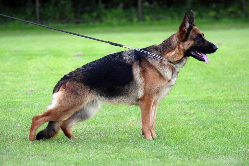 Oberlauf Zharmena | German Shepherd Dog 