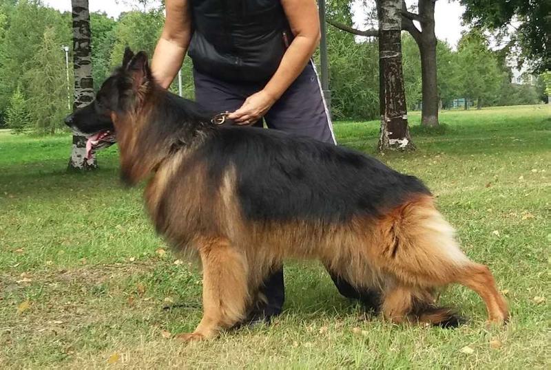 Farnheim Kanni Ardagan | German Shepherd Dog 