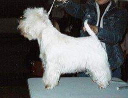 White Villan Elixir | West Highland White Terrier 