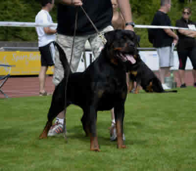 Luftansa van hof ter cammen | Rottweiler 