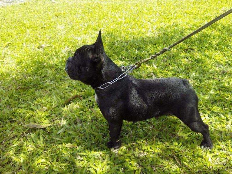 Bj Lang's Ja Lubak | French Bulldog 