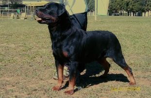 Ghost Chris Zum Ritter | Rottweiler 