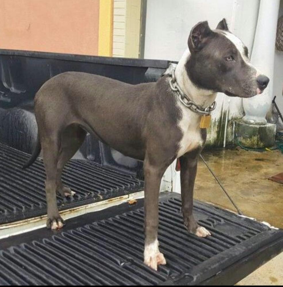 Pedrousky Kaleza | American Pit Bull Terrier 