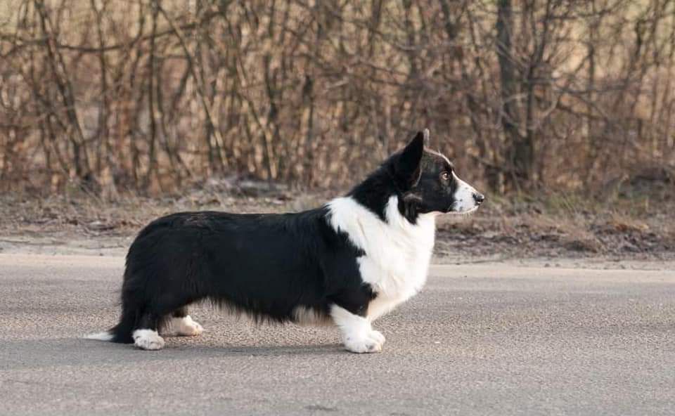 Ban Len Time Zenit | Cardigan Welsh Corgi 