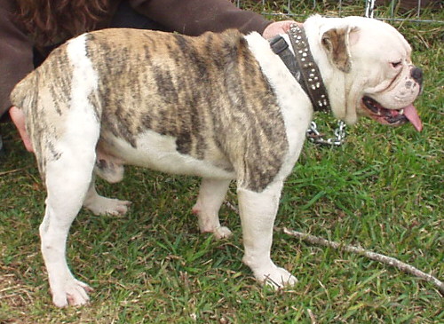 Lonestar's Bocephus | Olde English Bulldogge 