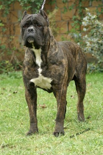 Tyson | Cane Corso 