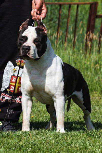 Storm Rider Kick Power | American Staffordshire Terrier 