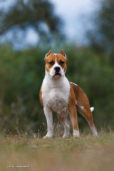 BLEYK STRONG | American Staffordshire Terrier 