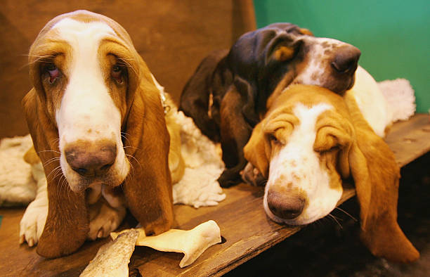 Basset Hound