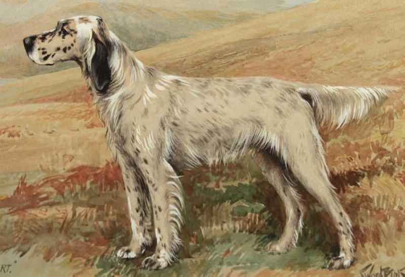 Mallwyd Albert (1910) | English Setter 
