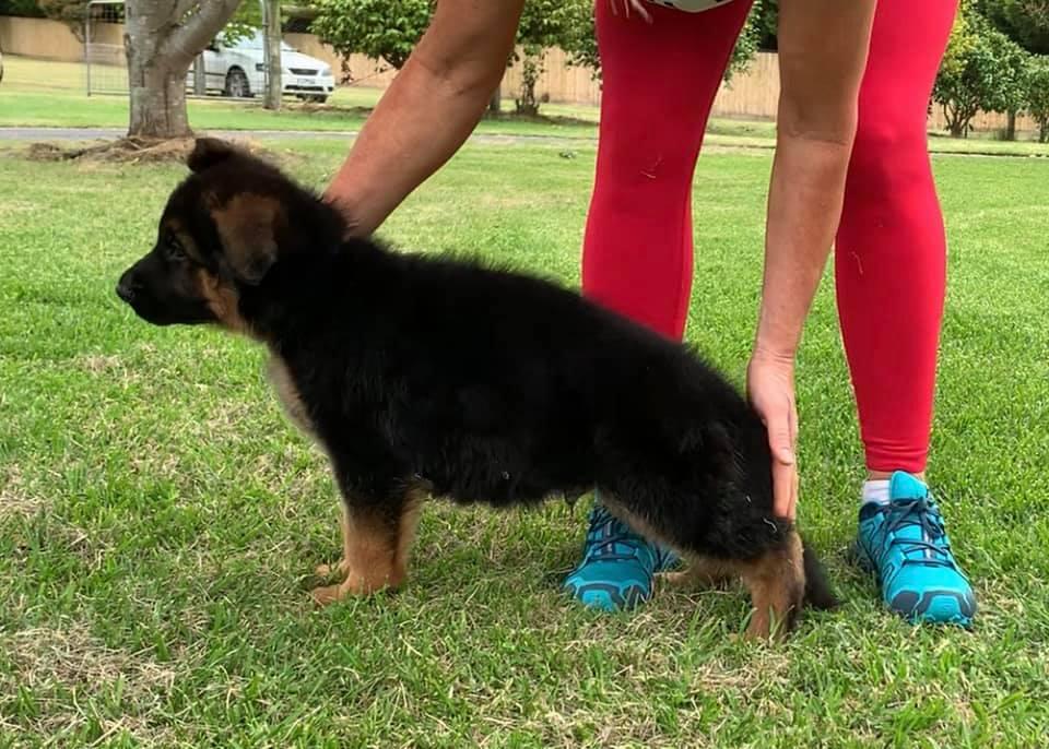Bodecka Original Sin | German Shepherd Dog 