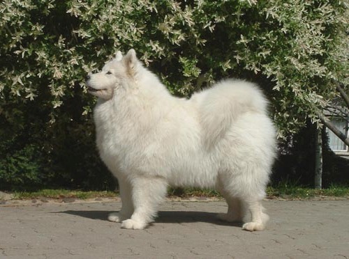 North's Star Henka | Samoyed 