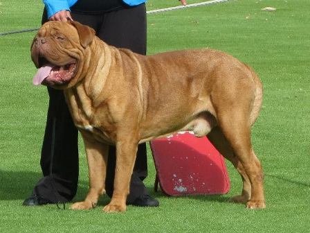 Allegreto Tabathas Mufasa | Dogue de Bordeaux 