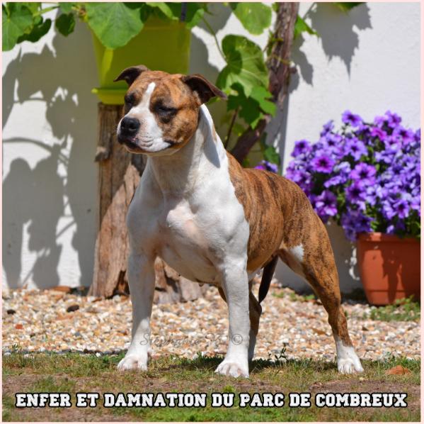 Enfer et Damnation du Parc de Combreux | American Staffordshire Terrier 