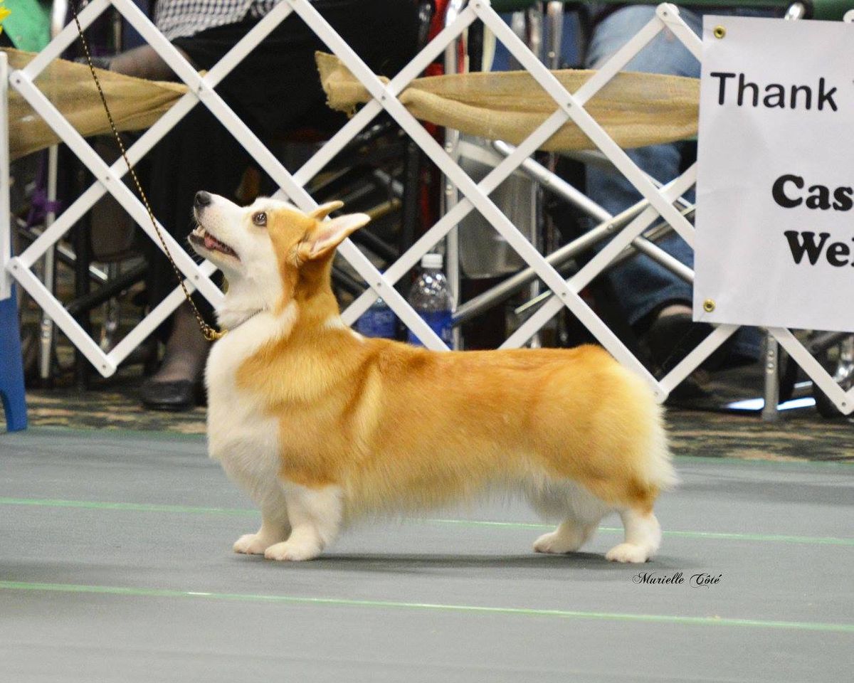 Stonecroft’s Star Sighting | Pembroke Welsh Corgi 