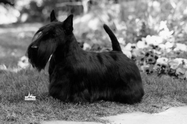 Scozias Blueberry Wys-Tabasko | Scottish Terrier 