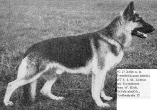 Xello aus der Eremitenklause | German Shepherd Dog 