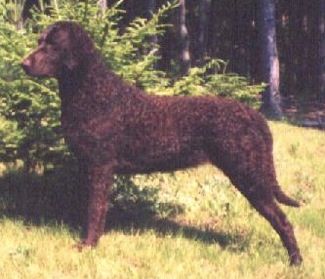 Avanti's Best Bet | Curly Coated Retriever 