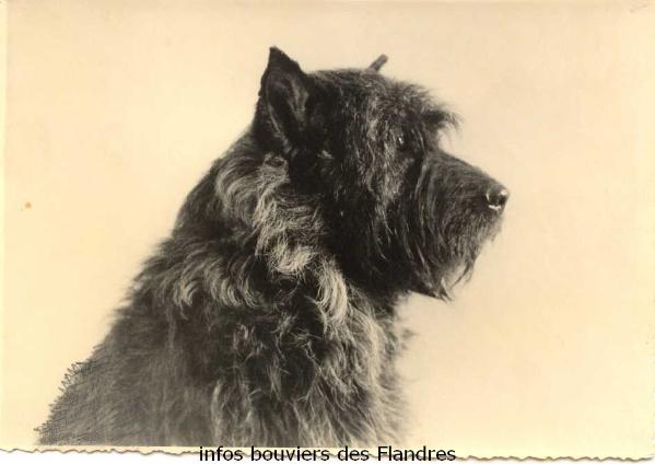 Xoro de la Thudinie | Bouvier des Flandres 