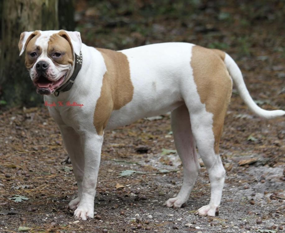 Triple K’s Akeelah | American Bulldog 